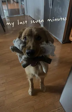 puppy