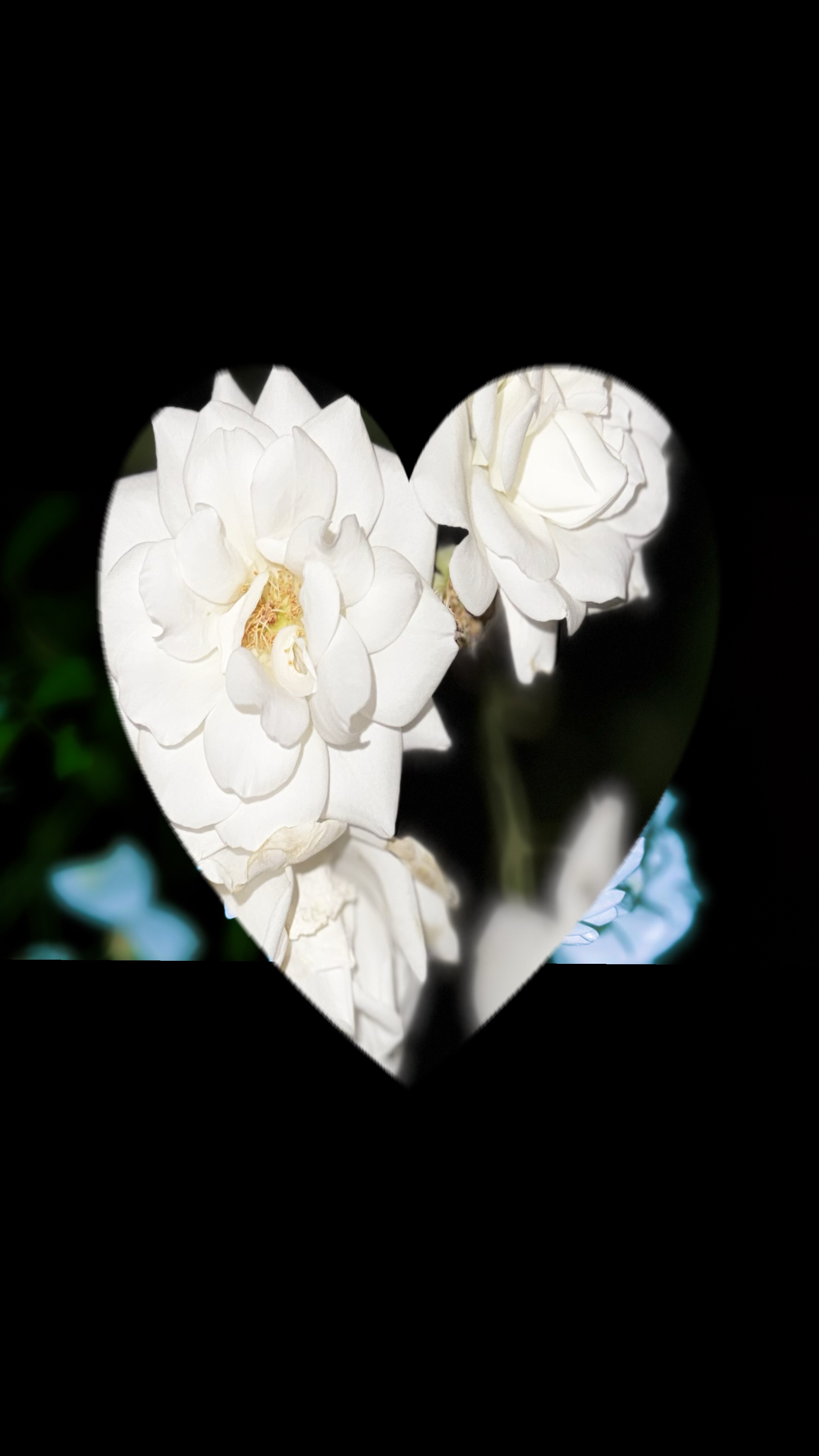 Coeur ❤️ 