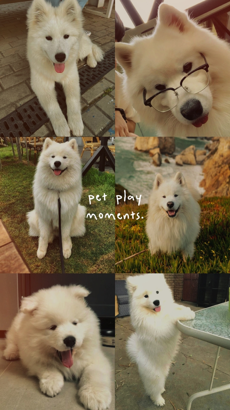Momentos de juego de mascotas