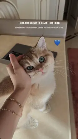 dalam bentuk kucing