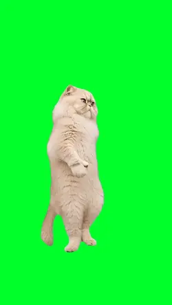 Watch me walk
