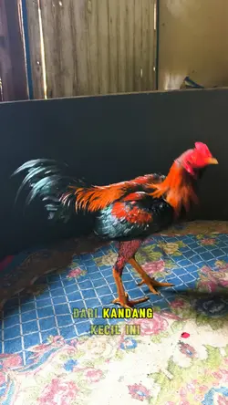 Kandang Ayam