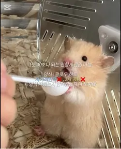 인형계 음원 나눔