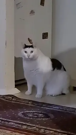 mentahan kucing