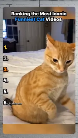 funniest cat videos