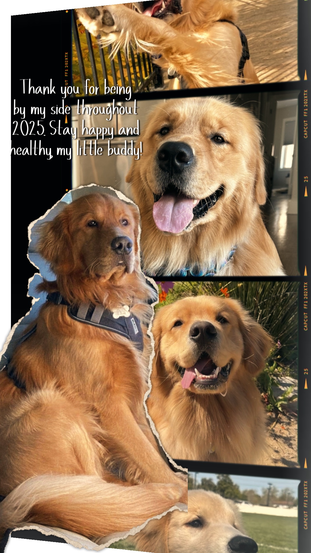 2025 dog memories 