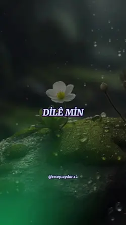 şablonun güzelliği 