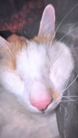 Cat Slowmo