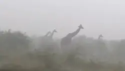 台風のキリン