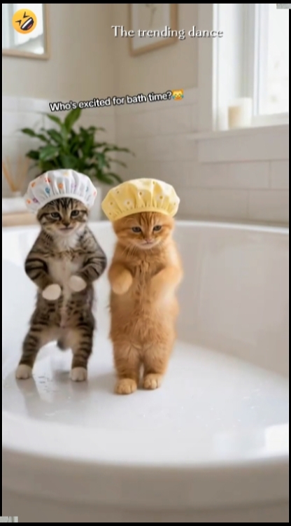 Tendência De Gato De Dança