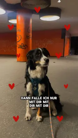 Hund Liebe Song 