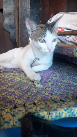 Mèo