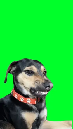 Grrr trend dog