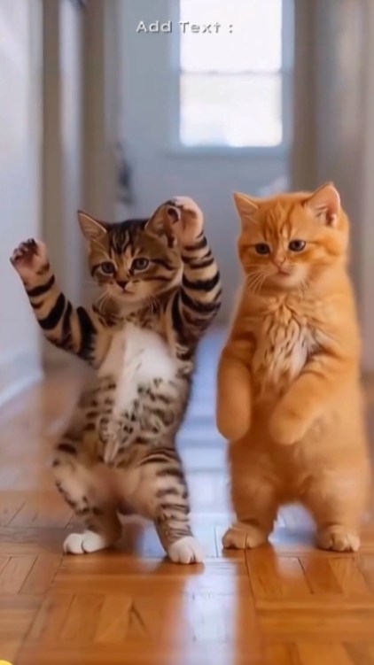 Kucing lucu: