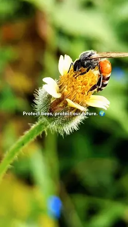 Protect bees