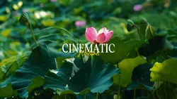 CINEMATIC NATURE