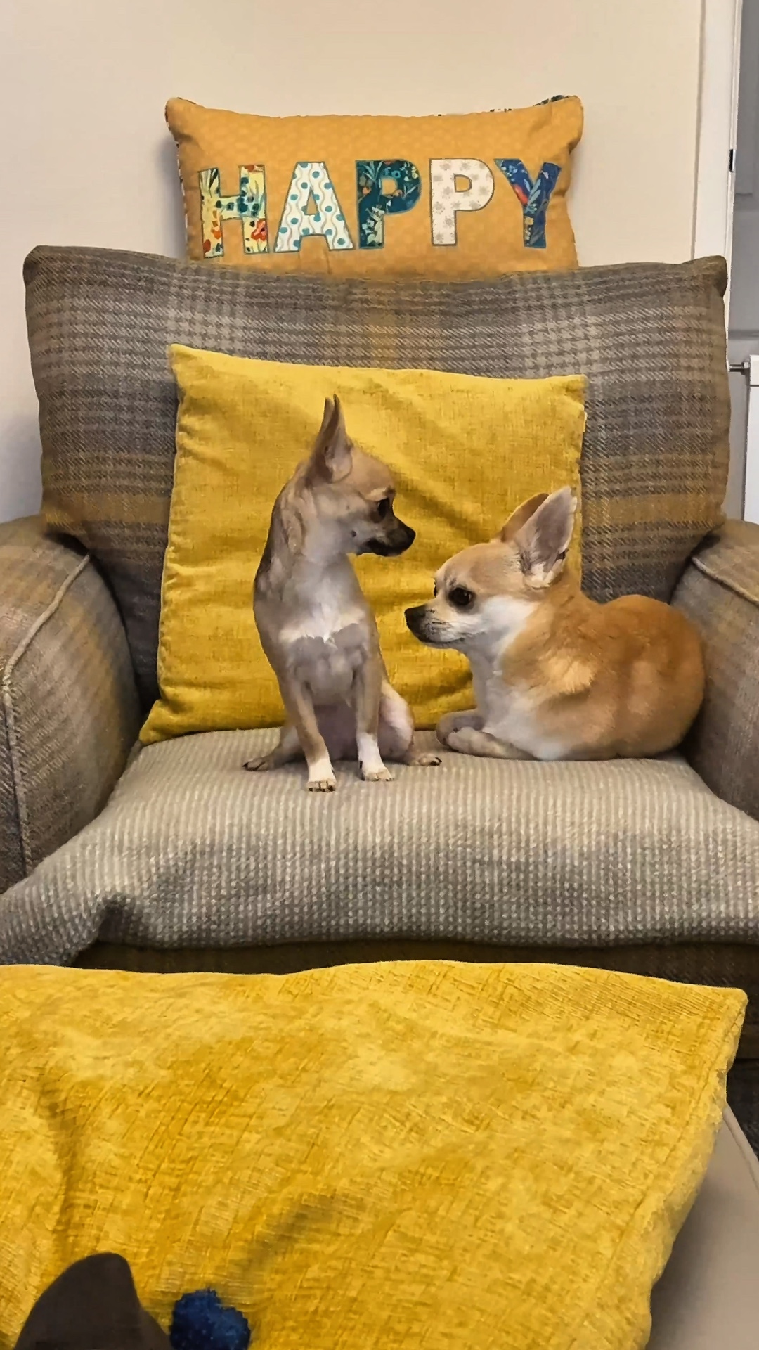 Amor perrito 