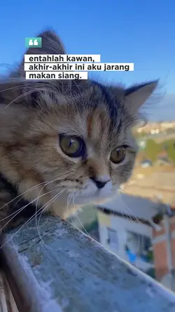 jarang makan siang