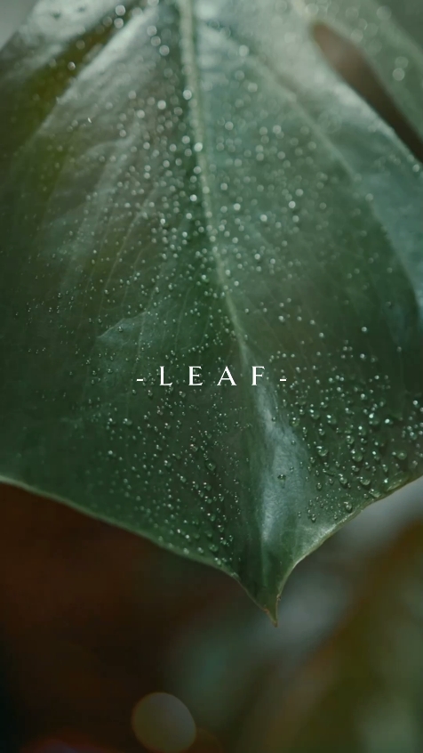 Cinematic Leaf