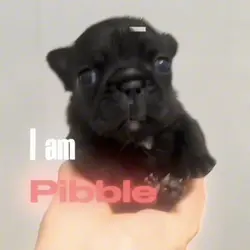 l am pibble