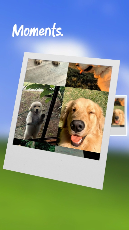 Momentos de mascotas