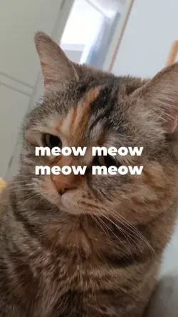 meow meow meow