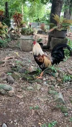 hobi ayam