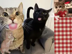 KITTIES