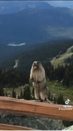 【🎥:1】動画1本グルメレース！