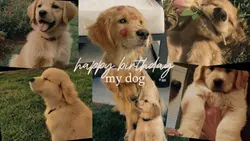 HBD MY DOG