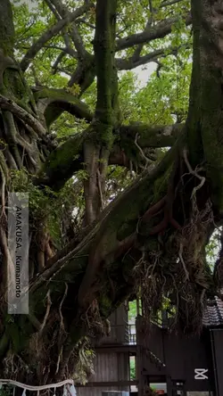 神秘的な御神木