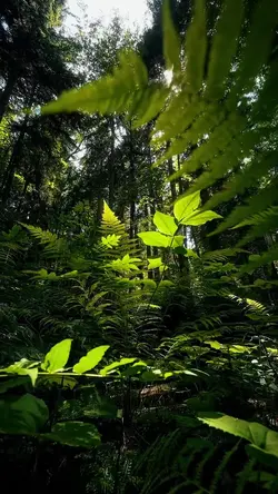 nature therapy