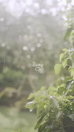 Rainy | 1 วีดีโอ