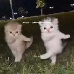 gato