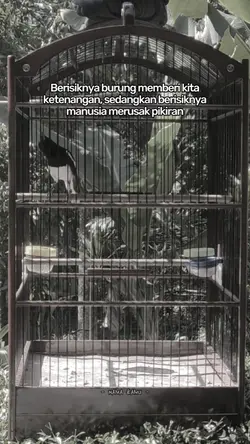 bahan sw kacer mania