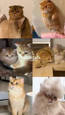Cute Cat's