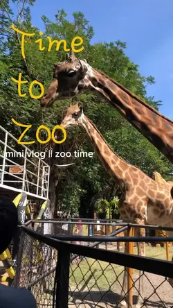 zoo time