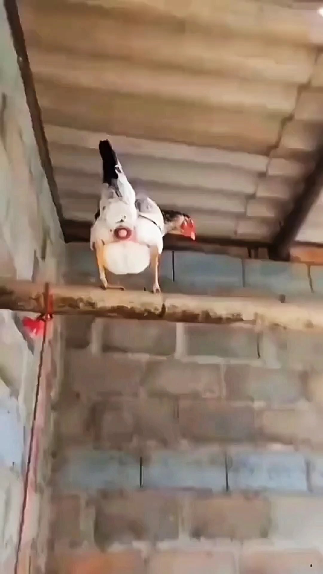 Saat Ku dilahirkan