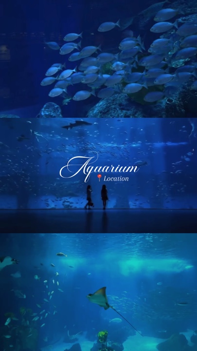 ★ Journal de l'aquarium ★