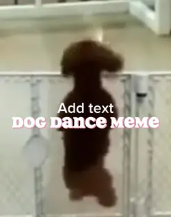 Dog dance meme