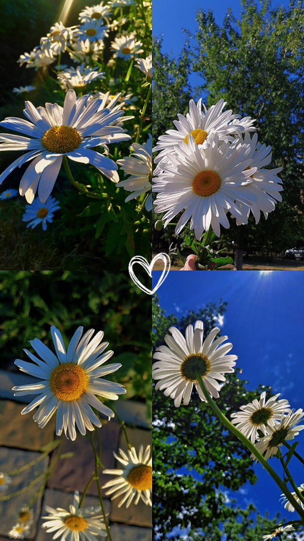 Flores