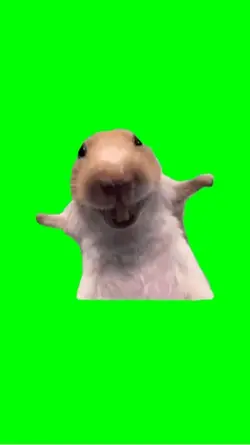 Hamster funny