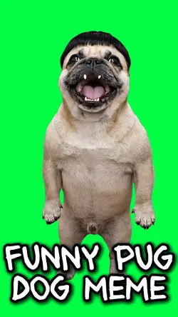 FUNNY DOG PUG MEME