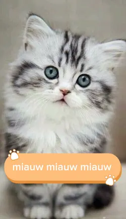 miauw miauw miauw