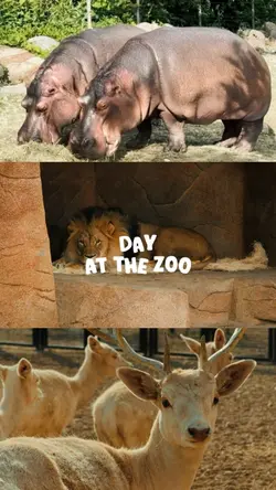 Day at the zoo