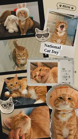 National Cat Day 🐱💛