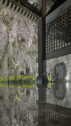 SAKURA202    長めの投稿