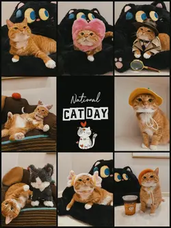 National Cat Day 🐱🐾