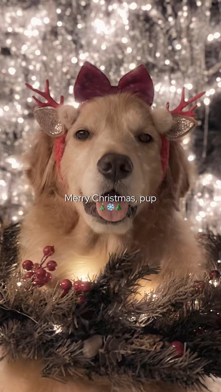Joyeux Noël, chiot