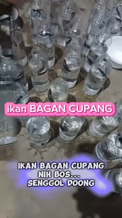 ikan BAGAN CUPANG 